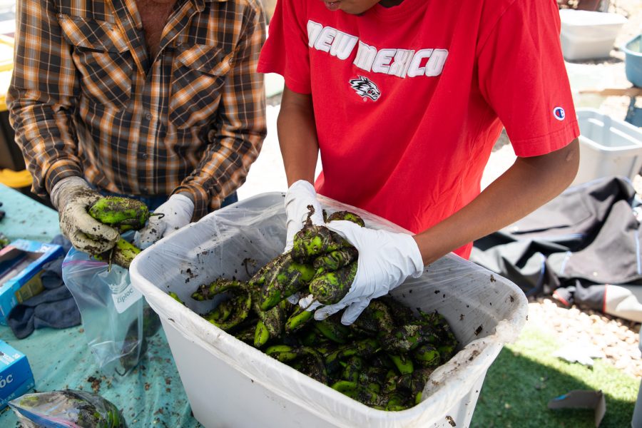 Gloved hands pick up roasted green chile to place in Ziplock bags.