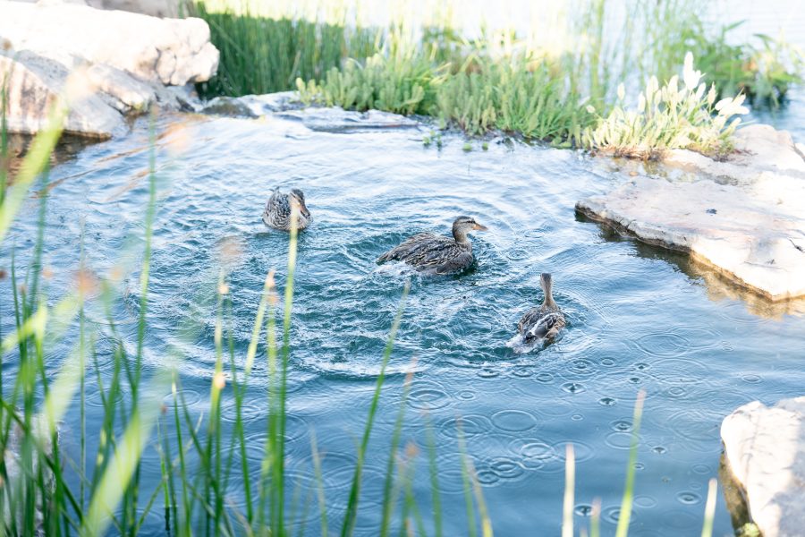 Three ducks are swimming in a blue pond surrounded by lush greenery.